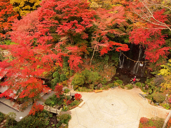 箱根湯本の天成園では今月末が紅葉の見ごろです♪