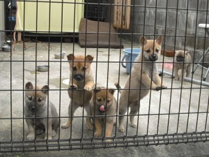 20091127-2009_11_dog_54_1